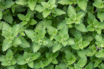 Green mint leaves cluster background, closeup full frame and directly above.