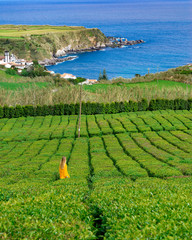 azores sao miguel Tea Porto Formoso plantation 