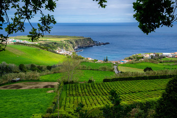 azores sao miguel Tea Porto Formoso plantation