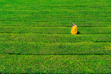 azores sao miguel model in tea plantation