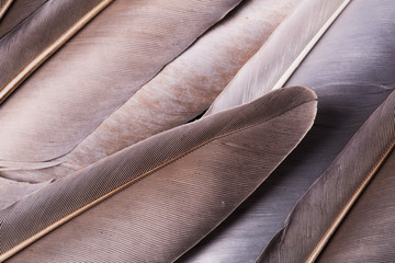 Gray pigeon feathers 