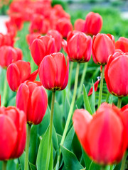 Obraz premium Tulips are blooming at spring time