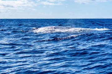 azores sao miguel whale watching