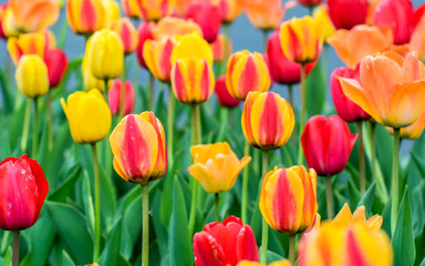 Tulips are blooming at spring time