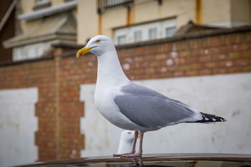 A seagull standing on a car roof, at the Sussex coast