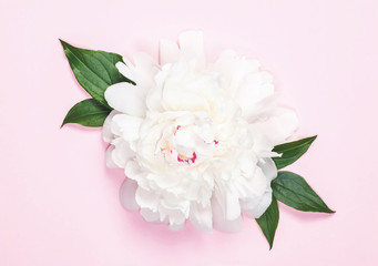 White peony flower and leaves on pastel pink background. Top view. Flat lay.