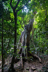 西表島のジャングル