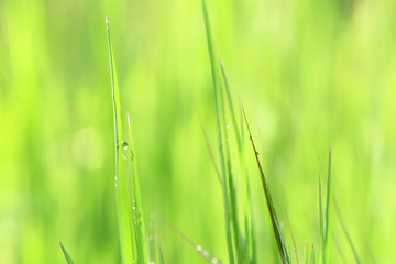 Fresh spring grass