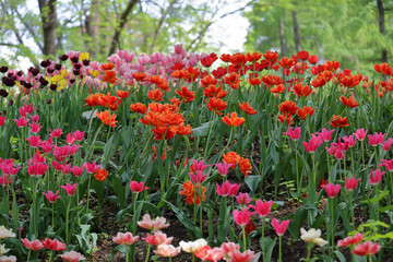 Colorful bright tulips blossom in early spring