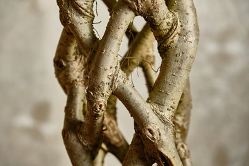 Twisted trunk of homemade ficus close up