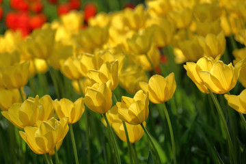 Obraz premium Colorful bright tulips blossom in early spring