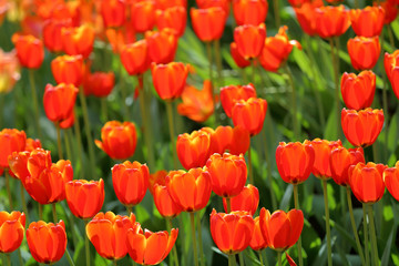 Fototapeta premium Colorful bright tulips blossom in early spring