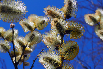 Willow buds bloom in the trees. Spring vegetation blooming in the wild.