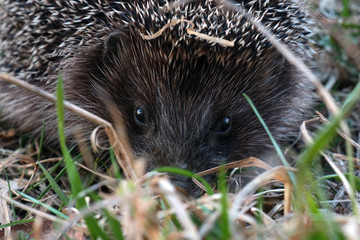 Wild hedgehog sitting in the grass. Hedgehogs are animals in their natural environment.