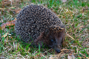 Wild hedgehog sitting in the grass. Hedgehogs are animals in their natural environment.