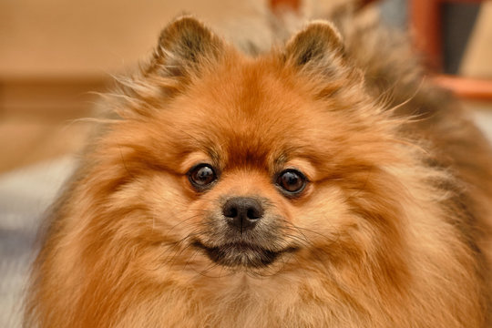 Portrait of a dog - German pedigree adult spitz