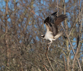 Osprey