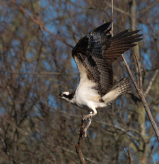 Osprey
