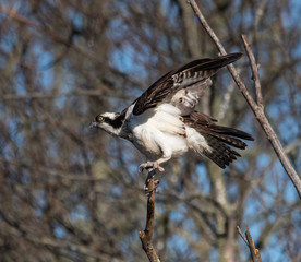 Osprey