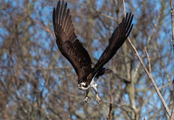 Osprey