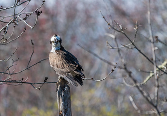 Osprey