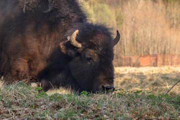 huge bison walks across the field and eat branches and grass photographed in the Northern part of...