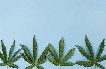 Cannabis leaves on a blue background.