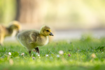 Cute baby goose walking in grass