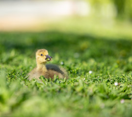 Baby gosling lying in grass