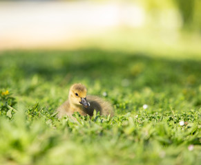 Yellow gosling lying in the grass