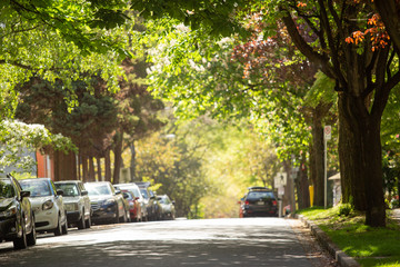 Tree-lined street in Vancouver Canada © Sharon