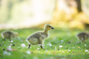 Baby Canada goose walking in the grass