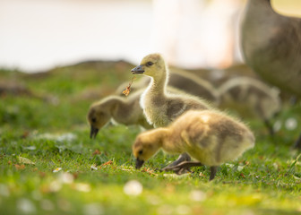Baby Canada goose eating grass