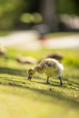 Small baby gosling eating grass on a hill