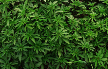 Background of young shoots of marijuana. Growing organic cannabis on the farm. Wallpaper of marijuana.