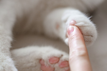 Female hand with cat paw kitten's paw and woman finger for contrast close-up