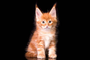 Obraz premium Adorable cute maine coon kitten on black background in studio, isolated.