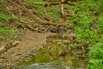 Stream in cloudy weather in the forest