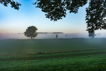 A tree in a field of grass next to a river / canal on a foggy morning sunrise in Waalwijk, Noord Brabant, Netherlands.