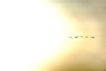 Birds flying into the sun on a foggy morning sunrise in Waalwijk, Noord Brabant, Netherlands