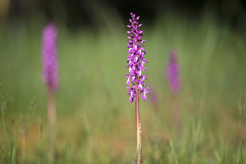 Western european wild purple magenta Orchid flower