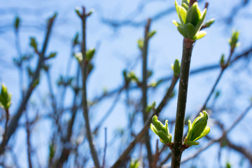 First green leaf. Spring has come. Nature wakes up. Branches with young green spring leaves. Warm days.