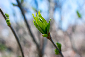 First green leaf. Spring has come. Nature wakes up. Branches with young green spring leaves. Warm days.