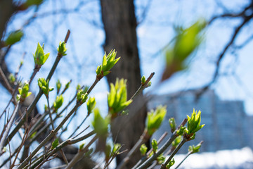First green leaf. Spring has come. Nature wakes up. Branches with young green spring leaves. Warm days.