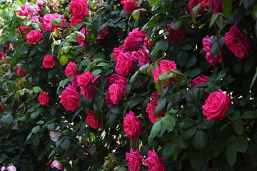 Roses in the rose garden are at their best.