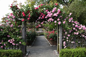 Fototapeta na wymiar Roses in the rose garden are at their best.