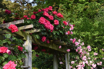 Roses in the rose garden are at their best.