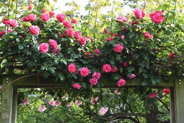 Roses in the rose garden are at their best.