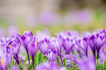 Spring crocus flowers