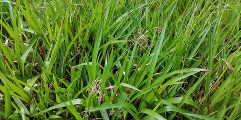 Rasen